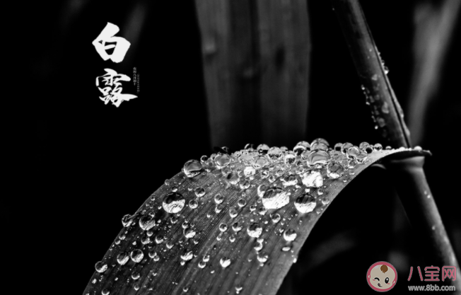 2021适合白露节气发朋友圈文案句子 白露节气经典朋友圈说说大全