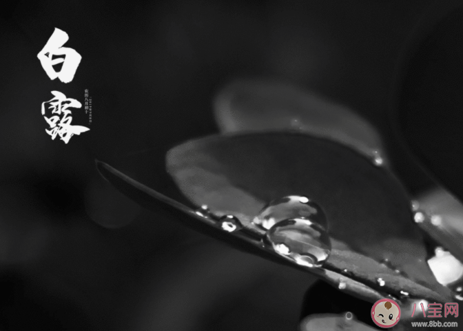 2021适合白露节气发朋友圈文案句子 白露节气经典朋友圈说说大全