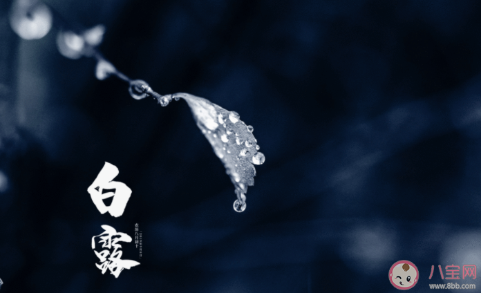 2021适合白露节气发朋友圈文案句子 白露节气经典朋友圈说说大全