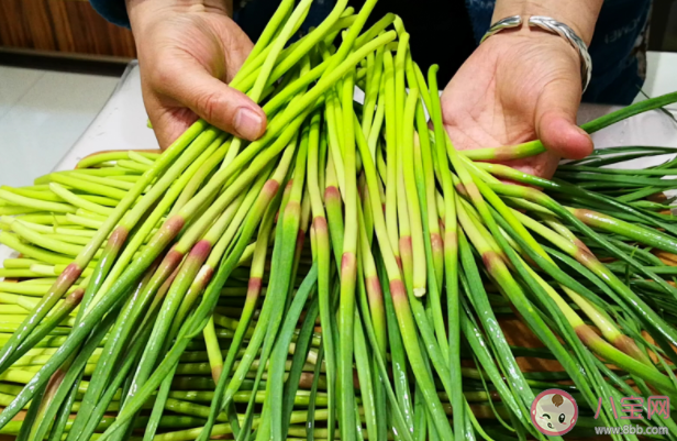 绿头蒜苔和红头蒜苔有什么区别 买哪种蒜苔比较好呢 绿头蒜苔和红头蒜苔有什么区别 买哪种蒜苔比较好呢