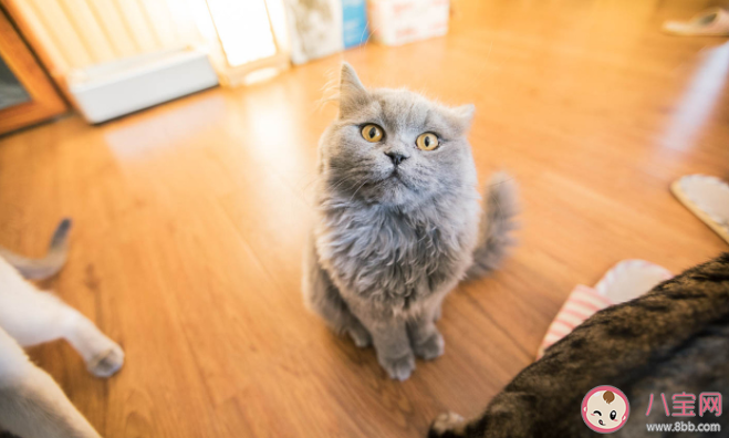 如何看待猫咖的存在 猫咖是什么时候兴起的