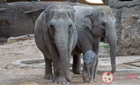 云南亚洲象群快到家了 为什么要让大象回家 云南亚洲象群快到家了 为什么要让大象回家