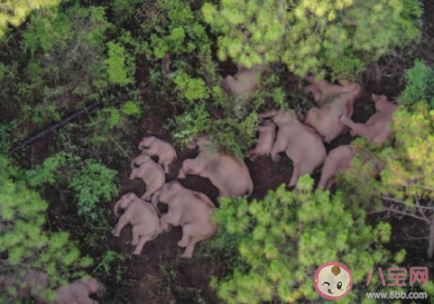 云南亚洲象群快到家了 为什么要让大象回家 云南亚洲象群快到家了 为什么要让大象回家