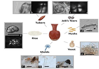9千年前南方人喝啤酒证据被发现 在古代也有啤酒吗