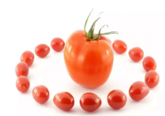 大小番茄哪个热量更高 小番茄大番茄哪个更有营养