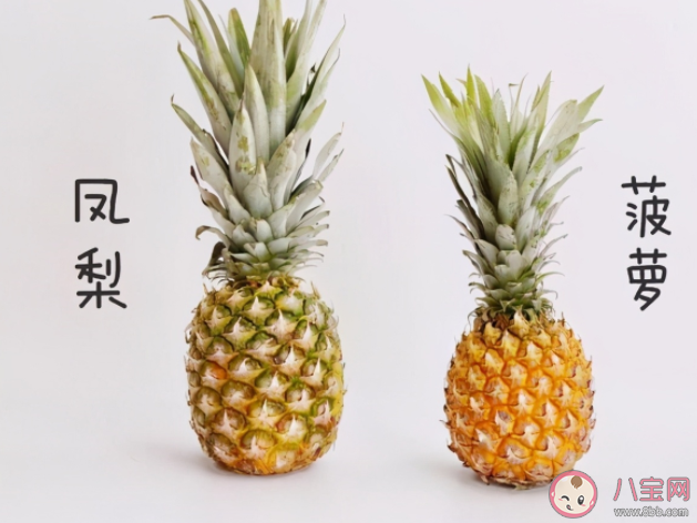 蚂蚁庄园菠萝和凤梨是同一种水果吗 9月8日答案解析