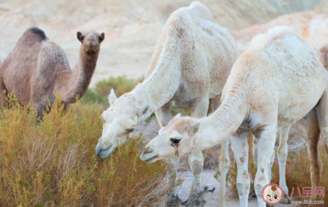 骆驼奶更接近母乳吗 驼奶粉营养怎么样 骆驼奶更接近母乳吗 驼奶粉营养怎么样