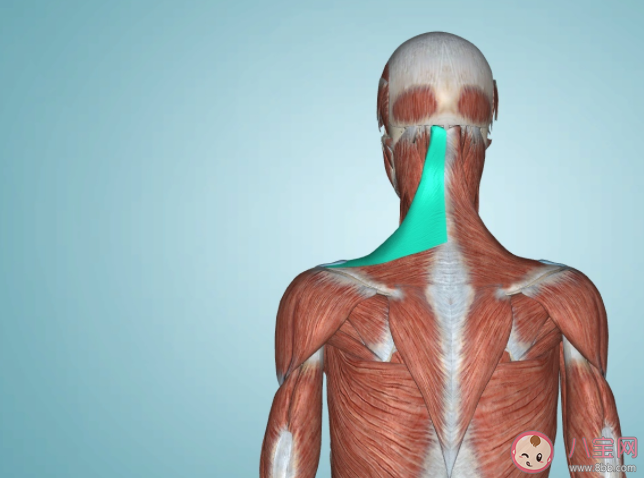 直角肩是健康的体态吗 练直角肩会带来哪些健康问题