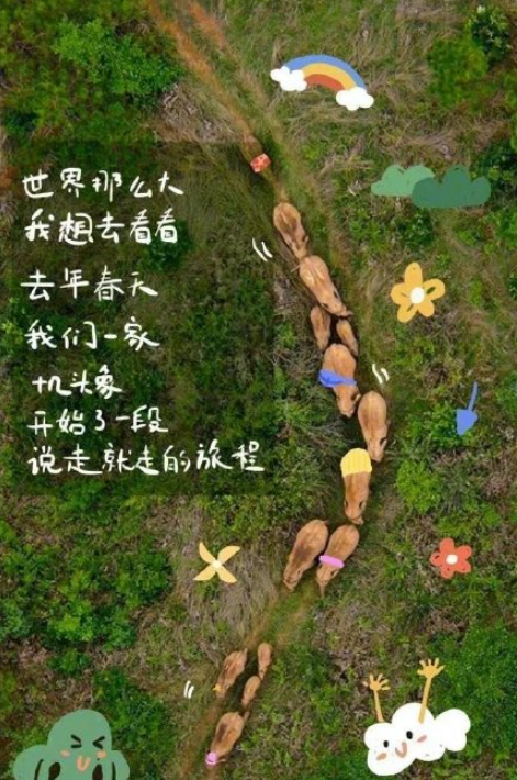 北移亚洲象群完全进入传统栖息地 象群离家多久了