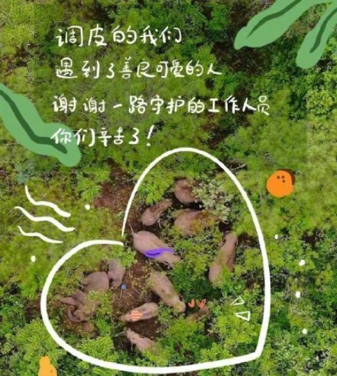 北移亚洲象群完全进入传统栖息地 象群离家多久了