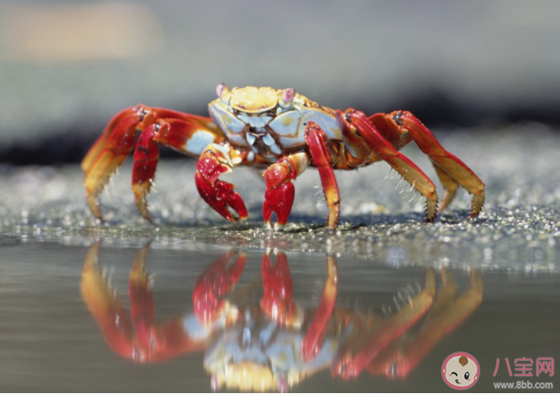 怎么买到新鲜的螃蟹 安全吃螃蟹注意这四点 怎么买到新鲜的螃蟹 安全吃螃蟹注意这四点