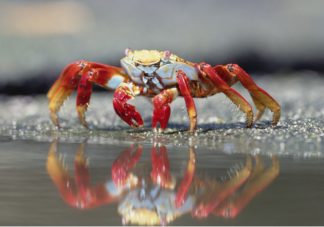 怎么买到新鲜的螃蟹 安全吃螃蟹注意这四点