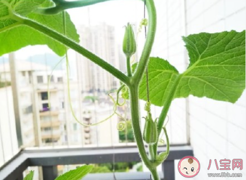 为什么年轻人都喜欢种菜 种菜能带给人什么感受