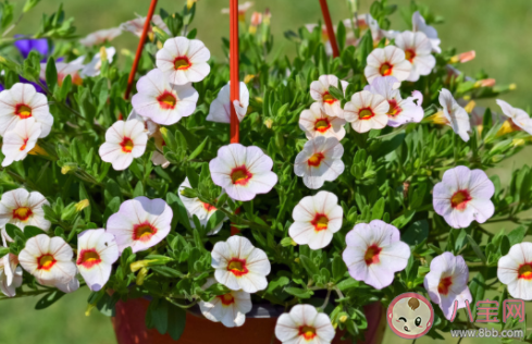 为了延长鲜花保鲜期剪花枝时怎么做最好 蚂蚁庄园9月14日答案 为了延长鲜花保鲜期剪花枝时怎么做最好 蚂蚁庄园9月14日答案