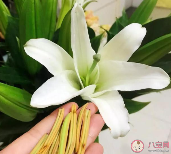 为了延长鲜花保鲜期剪花枝时怎么做最好 蚂蚁庄园9月14日答案 为了延长鲜花保鲜期剪花枝时怎么做最好 蚂蚁庄园9月14日答案
