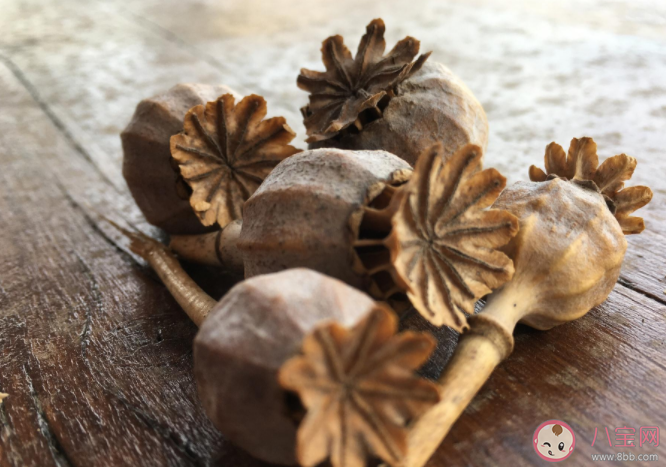 在食物中添加罂粟触犯什么罪 不小心吃了加罂粟的食物会上瘾吗