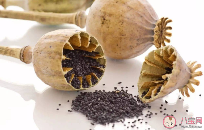 在食物中添加罂粟触犯什么罪 不小心吃了加罂粟的食物会上瘾吗