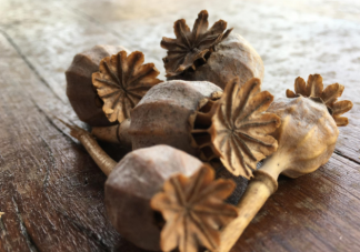 在食物中添加罂粟触犯罪吗 不小心吃了加罂粟的食物会上瘾吗