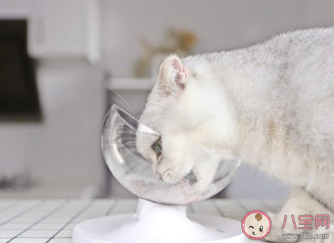 外出时间长如何安排猫的吃喝 把猫咪留在家中独处要准备什么