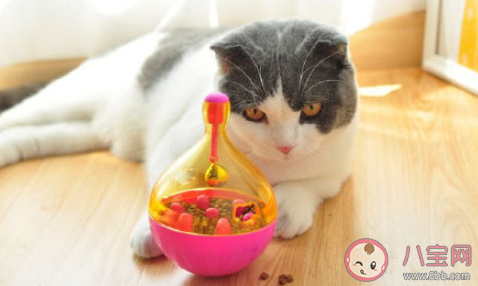 外出时间长如何安排猫的吃喝 把猫咪留在家中独处要准备什么