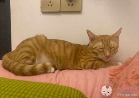 外出时间长如何安排猫的吃喝 把猫咪留在家中独处要准备什么