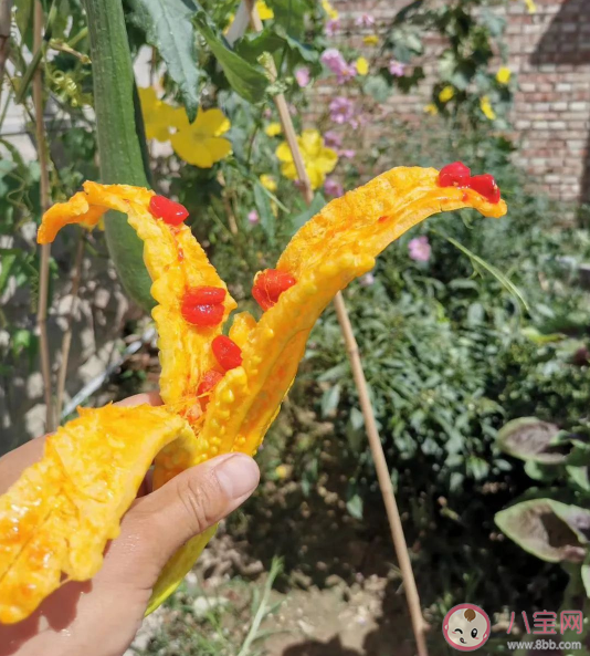 苦瓜成熟后为什么是甜的 苦瓜为什么这么苦