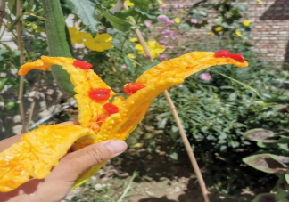 苦瓜成熟后为什么是甜的 苦瓜为什么这么苦