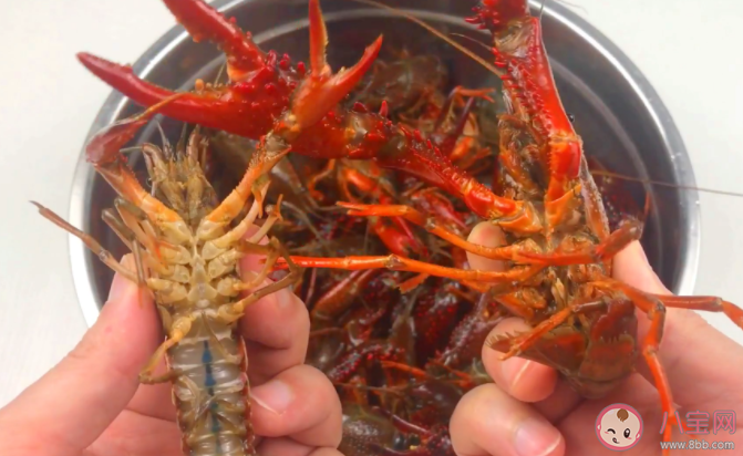 虾腹部的黑线需要去掉吗 蚂蚁庄园9月16日正确答案 虾腹部的黑线需要去掉吗 蚂蚁庄园9月16日正确答案