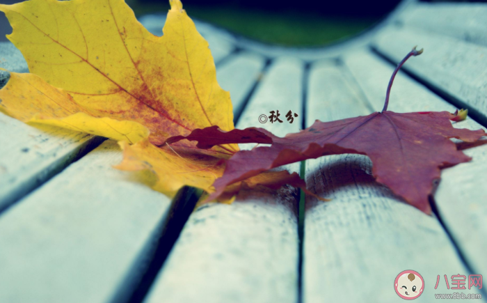 秋分温柔浪漫朋友圈文案句子 秋分文案优美短句大全