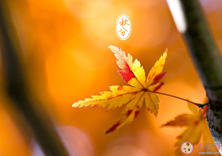 秋分温柔浪漫朋友圈文案句子 秋分文案优美短句大全