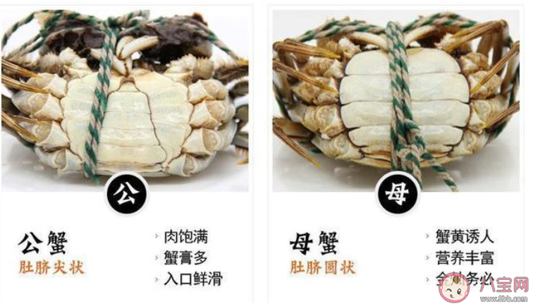 死蟹到底能不能吃 公蟹和母蟹怎么区分 死蟹到底能不能吃 公蟹和母蟹怎么区分