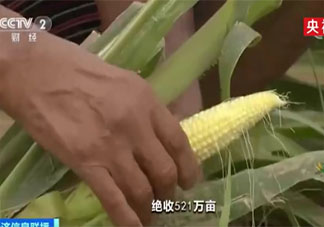 河南秋粮一定程度减产 下半年河南粮食会涨价吗