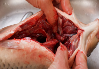 吃鱼胆能去火吗 吃鱼胆中毒怎么办