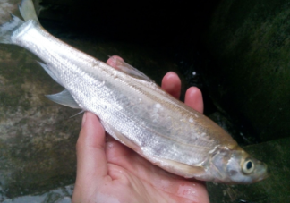 鱼胆为什么会有毒 鱼胆中毒有什么症状