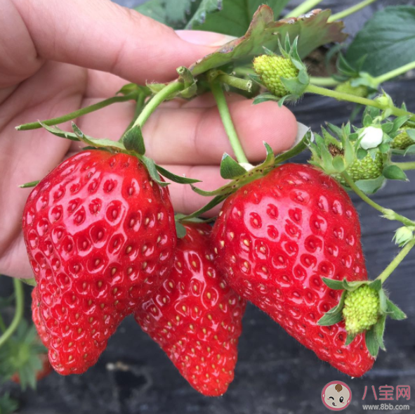奶油草莓的得名是因为什么 蚂蚁庄园9月29日答案