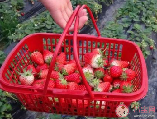 奶油草莓的得名是因为该品种的草莓 蚂蚁庄园9月29日答案介绍
