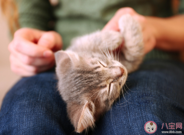 猫咪最喜欢被人摸的部位有哪些 猫为什么喜欢被拍屁股