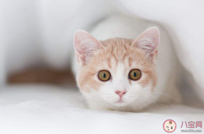 猫咪最喜欢被人摸的部位有哪些 猫为什么喜欢被拍屁股