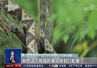 用嘴为同伴吸蛇毒很危险 被蛇咬了该怎么办