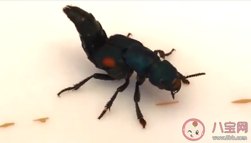 隐翅虫能直接拍死吗 隐翅虫该怎么处理