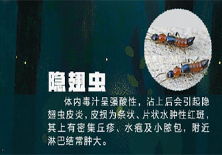 隐翅虫能直接拍死吗 隐翅虫该怎么处理