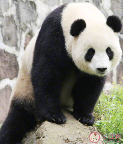 为什么会选择熊猫作为我们的国宝 熊猫数量为什么这么少