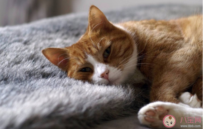 猫咪一般多少度觉得冷 怎样才能帮助猫咪更好的保暖 猫咪一般多少度觉得冷 怎样才能帮助猫咪更好的保暖