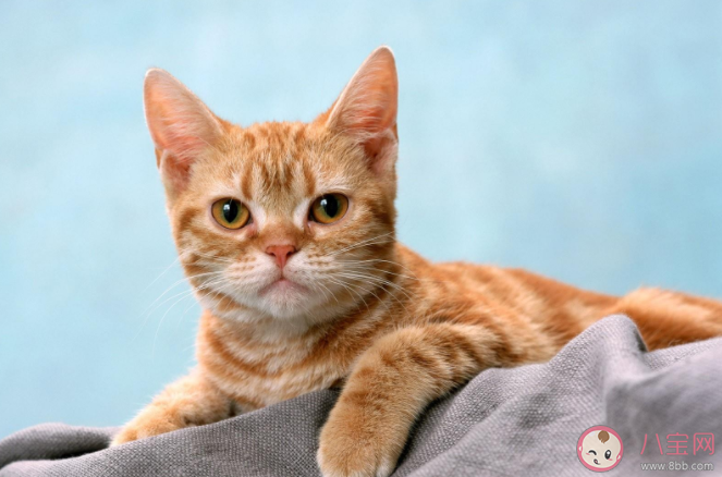 猫咪一般多少度觉得冷 怎样才能帮助猫咪更好的保暖 猫咪一般多少度觉得冷 怎样才能帮助猫咪更好的保暖