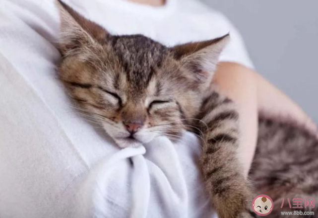 猫咪一般多少度觉得冷 怎样才能帮助猫咪更好的保暖 猫咪一般多少度觉得冷 怎样才能帮助猫咪更好的保暖