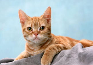 猫咪一般多少度觉得冷 怎样才能帮助猫咪更好的保暖