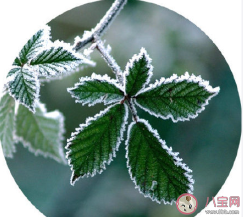 霜降和降霜是一个意思吗 霜降和降霜的区别是什么 霜降和降霜是一个意思吗 霜降和降霜的区别是什么