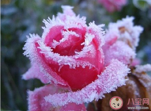 霜降和降霜是一个意思吗 霜降和降霜的区别是什么 霜降和降霜是一个意思吗 霜降和降霜的区别是什么