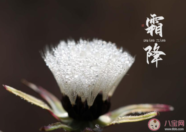 霜降是几月几日2021年 霜降有哪些风俗习惯 霜降是几月几日2021年 霜降有哪些风俗习惯