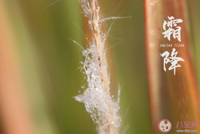 霜降是几月几日2021年 霜降有哪些风俗习惯 霜降是几月几日2021年 霜降有哪些风俗习惯